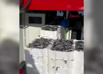 Çanakkale’de balıkçılar 1500 kasa sardalya avladı