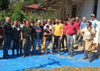 Ölen kız kardeşlerin bahçesindeki fındığın hasadını imece usulü mahalleli yaptı