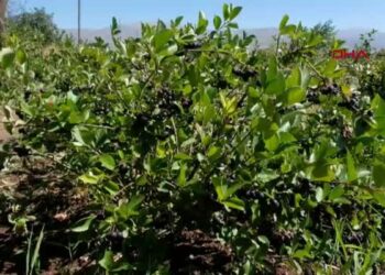 Dondurma yerken tanıştığı aronya bitkisinin üreticisi oldu