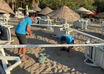 Bodrum'da 62 yavru caretta caretta denizle buluştu