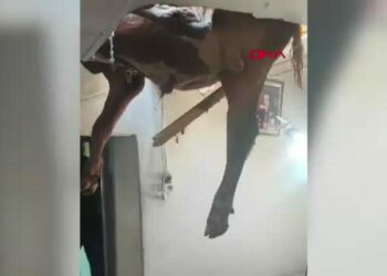 Evin çatısına düşen dana, delinen tavanda asılı kaldı