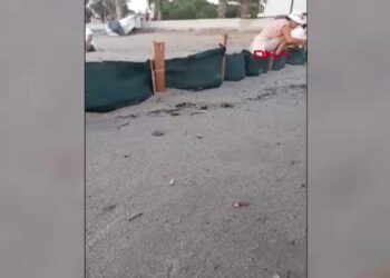 Kuşadası’nda son 2 günde 214 caretta caretta yavrusu daha denizle buluştu