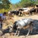 Sürüden kaçan 6 sığırını 5 ay sonra kementle yakaladı