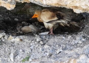 Cehennem Deresi Kanyonu'nda akbaba ailesi dron kamerasında
