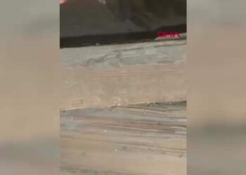 Tavan arasında mahsur kalan baykuş kurtarıldı