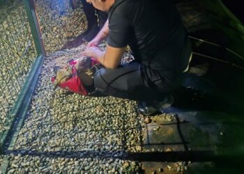 Gölete düşen yavru köpeği dalgıç polisler kurtardı