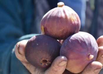 Demirci'de siyah ve sarı incirde hasat mesaisi başladı