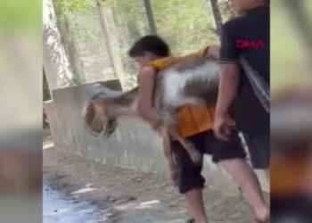 2 kuzen orman yangını sırasında rahatsızlanan keçiyi sırtlarında taşıdı