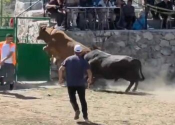 Güreşten kaçan boğa, demir kapıdaki boşluktan arenanın dışına atladı