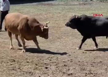 Güreşen boğanın demir kapıdaki boşluktan atlayarak arenadan kaçması kamerada