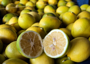 Dalında 5 TL olan limon, markette 20 katına satılıyor
