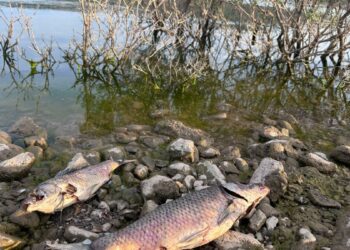Ayvacık Barajı'ndaki balık ölümlerine inceleme