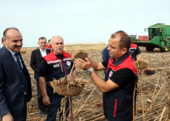 Kuraklıktan etkilenen ayçiçeğinde 3 farklı ekim yöntemi deneniyor