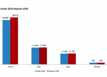 TÜİK hayvancılık istatistiklerini açıkladı; büyükbaş 17,8 milyon, küçükbaş 60,8 milyon oldu