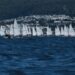 ILCA Europa Cup Bodrum'a geri sayım