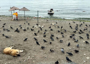 Avcılar’da havalar serinledi, sahil güvercinlere kaldı