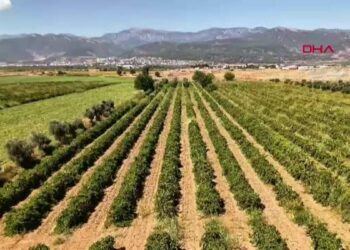 Hatay'da üzüm hasadı başladı; 85 bin ton rekolte bekleniyor