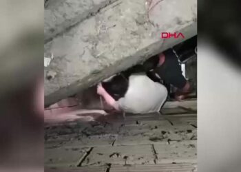 Apartman boşluğuna düşen yavru kediyi itfaiye kurtardı
