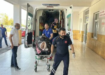 Ayı saldırısına uğrayan çoban yaralandı