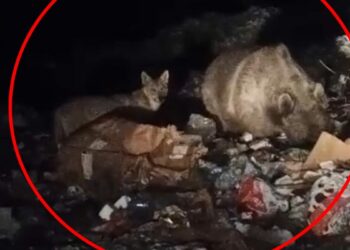 Bingöl’de ayı ve kurtlar, çöpten yiyecek ararken görüntülendi