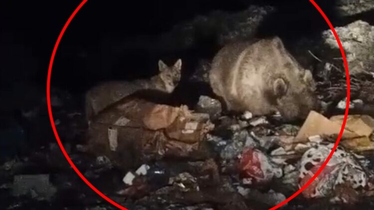 Bingöl’de ayı ve kurtlar, çöpten yiyecek ararken görüntülendi