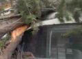 Maltepe’de kesilen ağaç 2 otomobilin üzerine devrildi