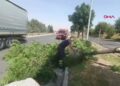 Batman’da kuvvetli rüzgar ağacı yola devirdi