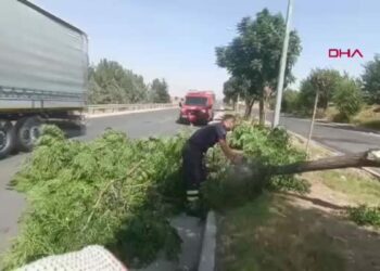 Batman’da kuvvetli rüzgar ağacı yola devirdi