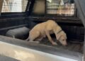 Pirelerin istila ettiği binadan çıkarılan köpeğe, kendisini kurtarıp sahiplenen avukatın adı verildi