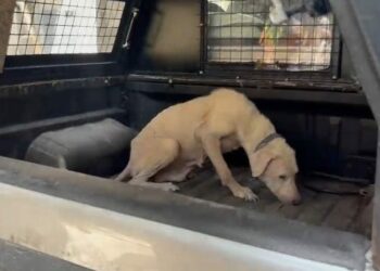 Pirelerin istila ettiği binadan çıkarılan köpeğe, kendisini kurtarıp sahiplenen avukatın adı verildi