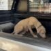 Pirelerin istila ettiği binadan çıkarılan köpeğe, kendisini kurtarıp sahiplenen avukatın adı verildi