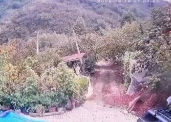 Kurt evin bahçesindeki köpeğe saldırdı, o anlar kamerada
