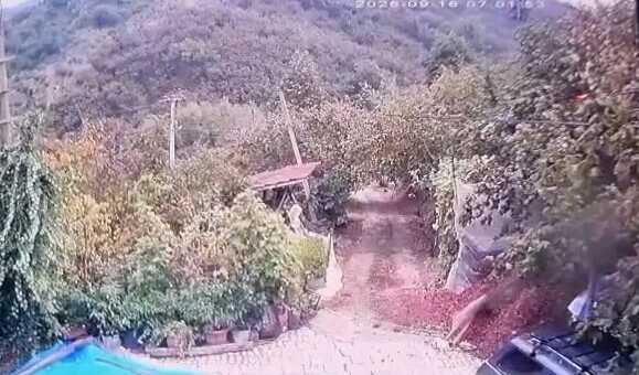 Kurt evin bahçesindeki köpeğe saldırdı, o anlar kamerada