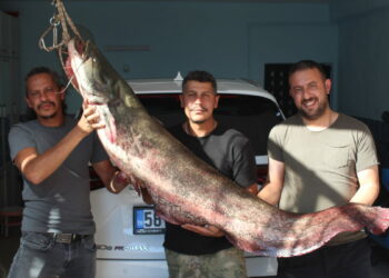 Kızılırmak'ta oltaya 190 santimetrelik yayın balığı takıldı