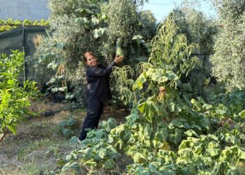 Atalık tohumları gelecek nesillere taşıyor