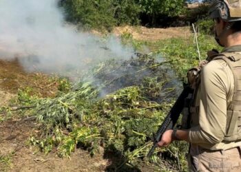 Diyarbakır'da 217 bin 608 kök kenevir ve skunk ele geçirildi