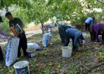 AB tescilli Çağlayancerit cevizinde hasat başladı