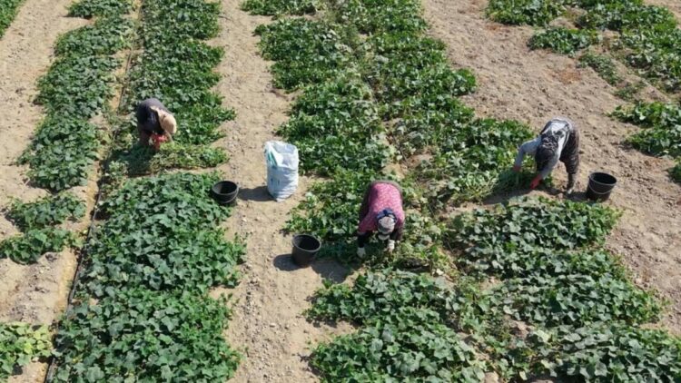 Ödemiş salatalığında güz hasadı