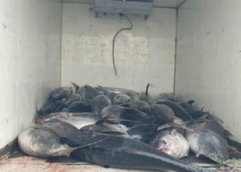 Güzelbahçe'de 3 ton mavi yüzgeçli orkinos ele geçirildi