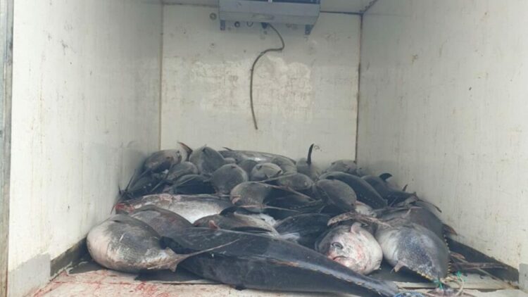 Güzelbahçe'de 3 ton mavi yüzgeçli orkinos ele geçirildi