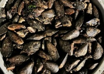 Durdurulan araçta 650 kilo bozuk midye ele geçirildi