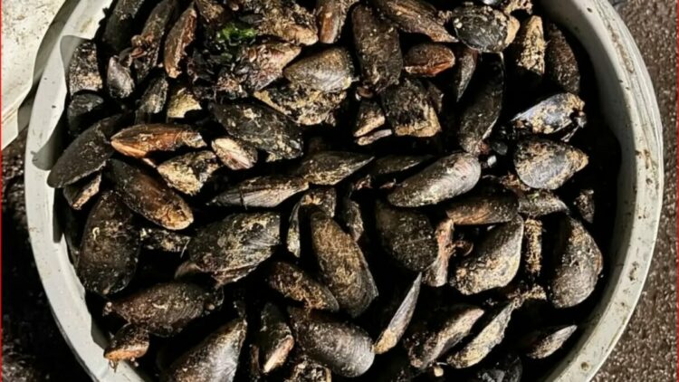 Durdurulan araçta 650 kilo bozuk midye ele geçirildi