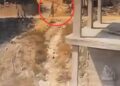 İnşaatta yatan köpeğe sopayla şiddet uyguladı; o anlar kamerada