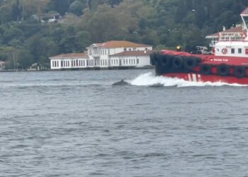 İstanbul Boğazı'nda yunus sürprizi