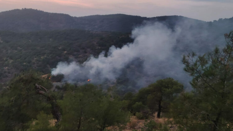 Gaziantep’te orman yangını; 4 dönüm alan zarar gördü