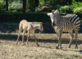 Doğduğu tesadüfen öğrenilen zebra yavrusu 'Jason', ilgi odağı oldu