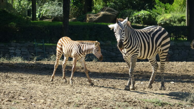 Doğduğu tesadüfen öğrenilen zebra yavrusu 'Jason', ilgi odağı oldu