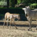 Doğduğu tesadüfen öğrenilen zebra yavrusu 'Jason', ilgi odağı oldu