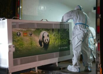 İki dev panda Çin’den ABD’ye yola çıktı