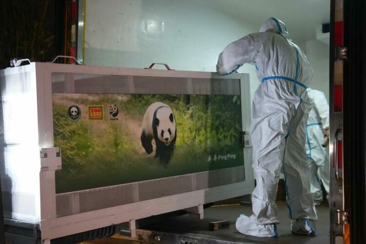 İki dev panda Çin’den ABD’ye yola çıktı